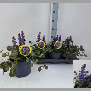 AJUGA P METALLICA CR