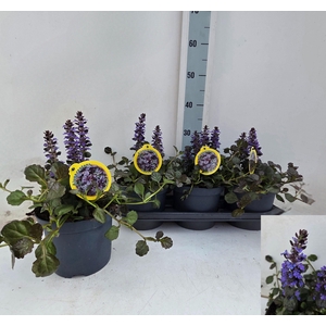 AJUGA P METALLICA CR