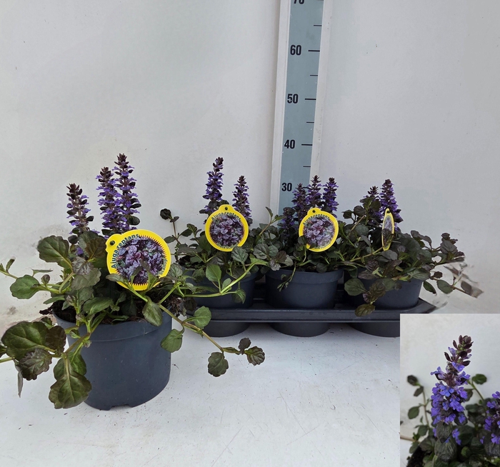 <h4>AJUGA P METALLICA CR</h4>