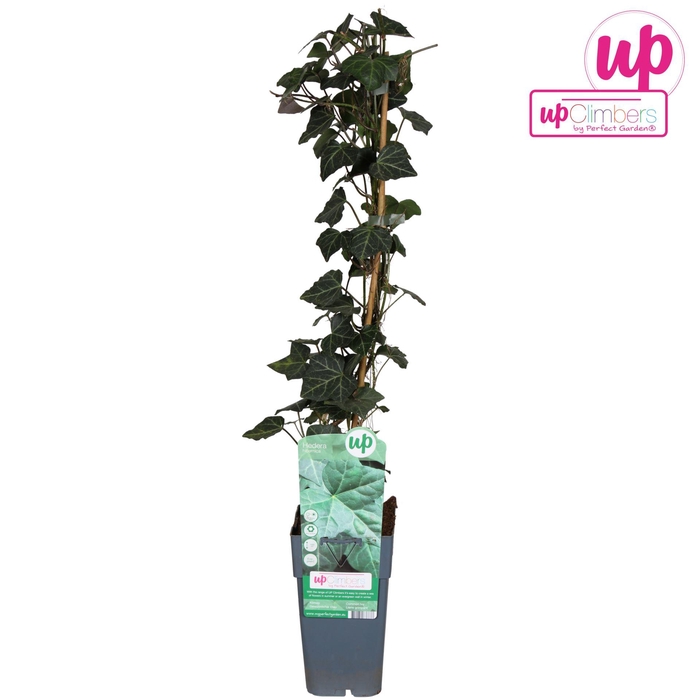 <h4>Hedera hibernica</h4>