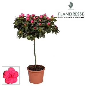 Azalea Flandresse® stam 'rood' 30 cm
