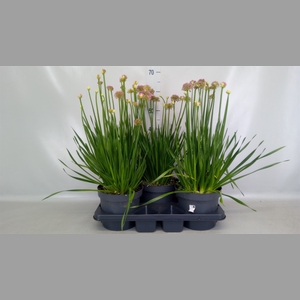 Allium  'Millenium'