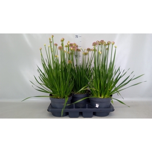 Allium  'Millenium'