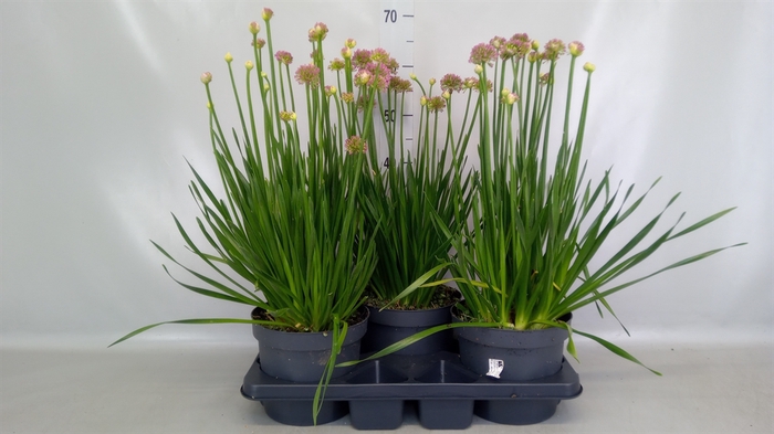 <h4>Allium  'Millenium'</h4>