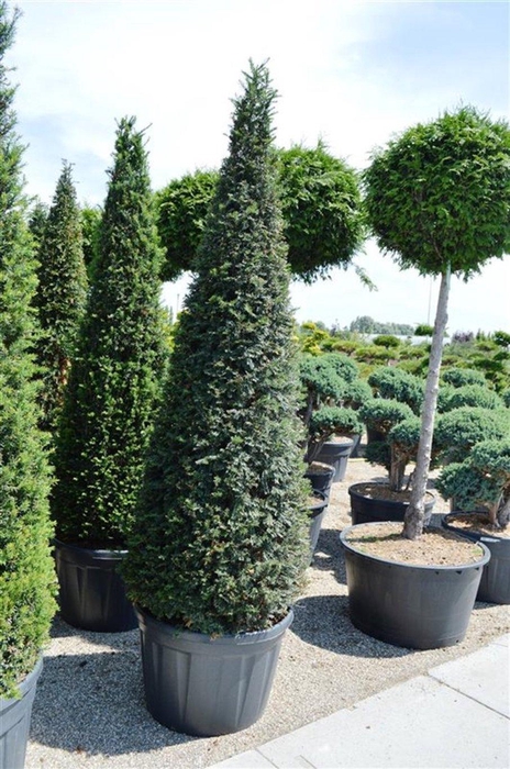 <h4>Taxus baccata</h4>