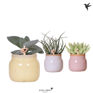 Kolibri Greens Succulenten mix in Vintage Bowl pot mix