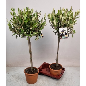 OLEA EUROPAEA