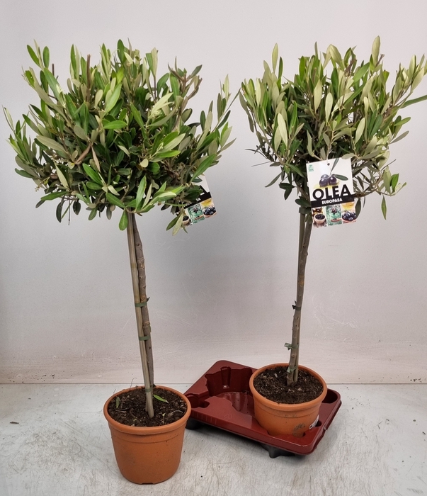 <h4>OLEA EUROPAEA</h4>