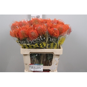 Leuco Ayoba Mandarin Zest