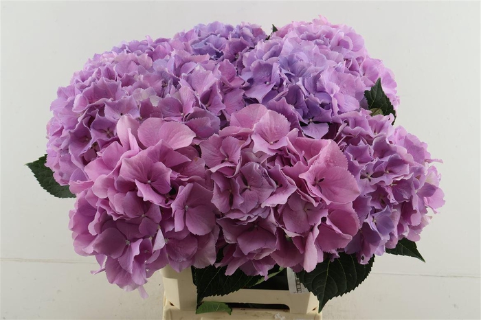 <h4>Hydr M Royal Benefit 65-20</h4>