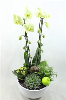 <h4>1092 Cascade GREEN</h4>