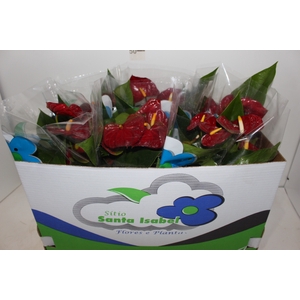 ANTHURIUM EDISON P15