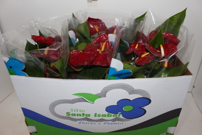 ANTHURIUM EDISON P15