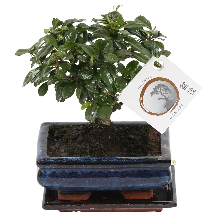 <h4>Bonsai 'Carmona macr.' in ø15cm Ceramic Ball Shape with Saucer</h4>