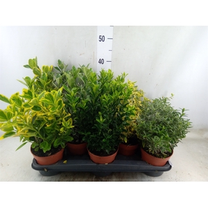 Euonymus japon.   ...mix