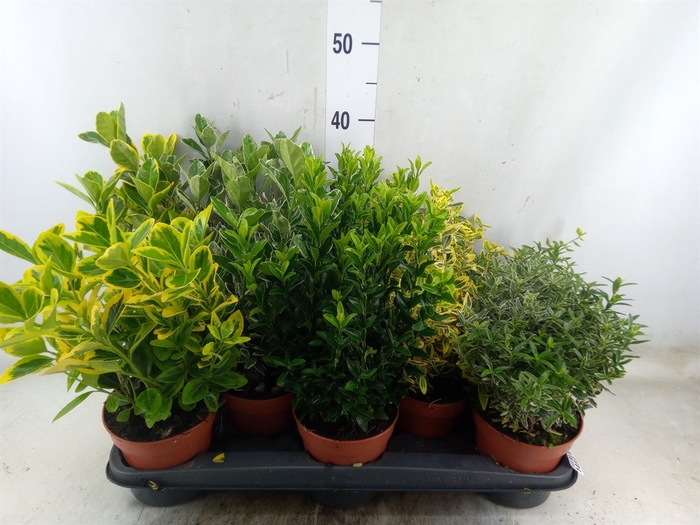 <h4>Euonymus japon.   ...mix</h4>