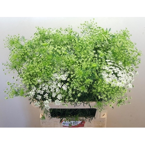 AMMI MAJUS