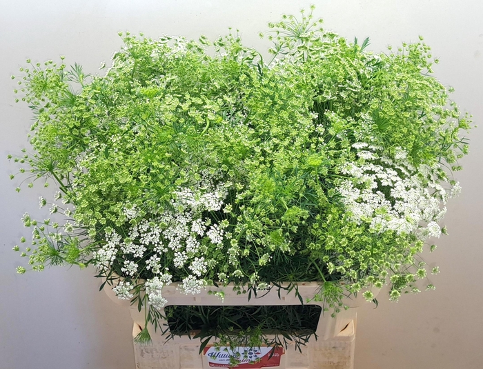 <h4>AMMI MAJUS</h4>