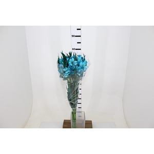 ALSTROEMERIA TINGIDA 080 CM AZUL