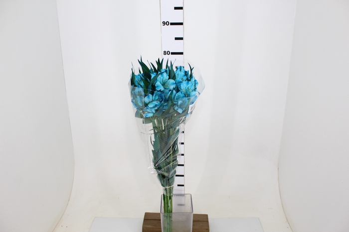 ALSTROEMERIA TINGIDA 080 CM AZUL