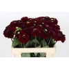 Dahlia Black Fox
