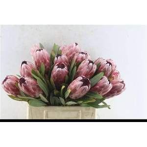 PROTEA PINK ICE