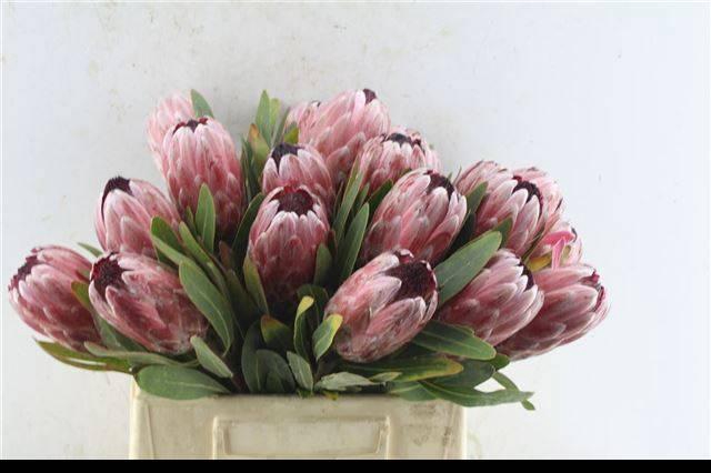 <h4>PROTEA PINK ICE</h4>
