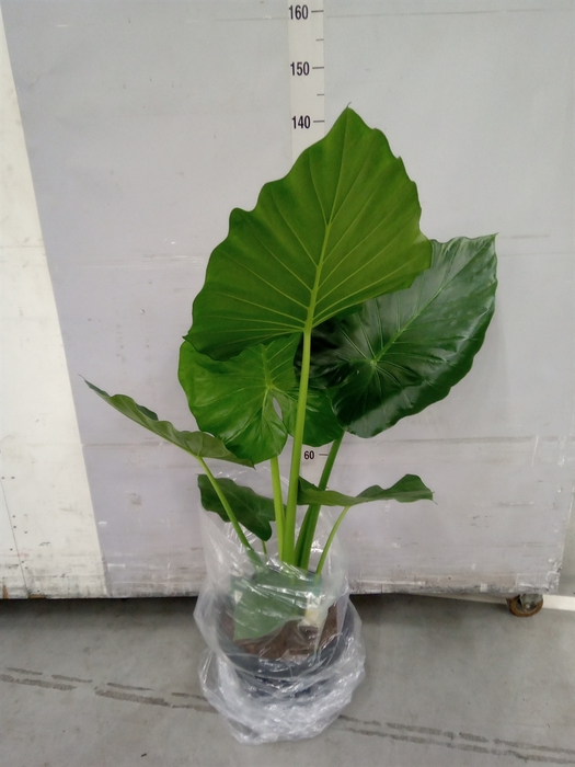 <h4>Alocasia macrorrhiza</h4>