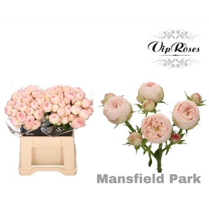 R Tr Mansfield Park X20