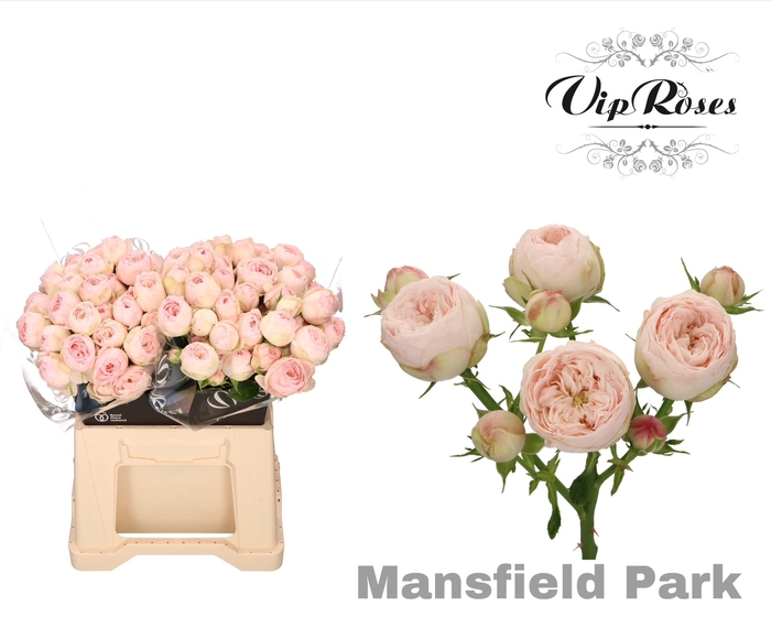 <h4>R TR MANSFIELD PARK x20</h4>