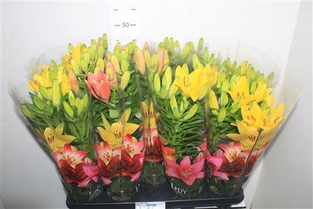 <h4>Lil As Gem 3 Pp</h4>