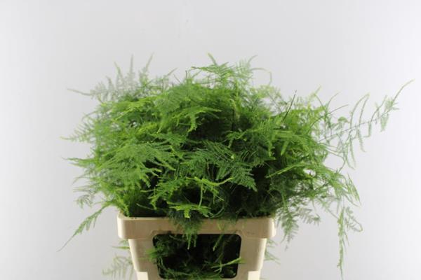 <h4>Asparagus Setaceus L65</h4>