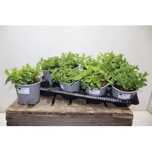 Mentha 14