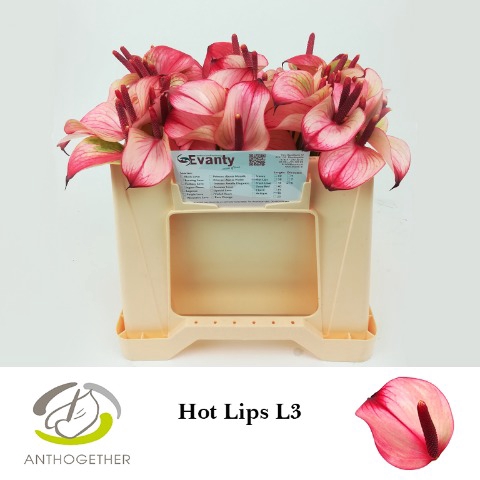 Anthurium Princess Amalia Hot lips