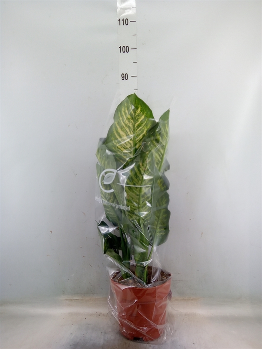 <h4>Dieffenbachia seg. 'Maroba'</h4>