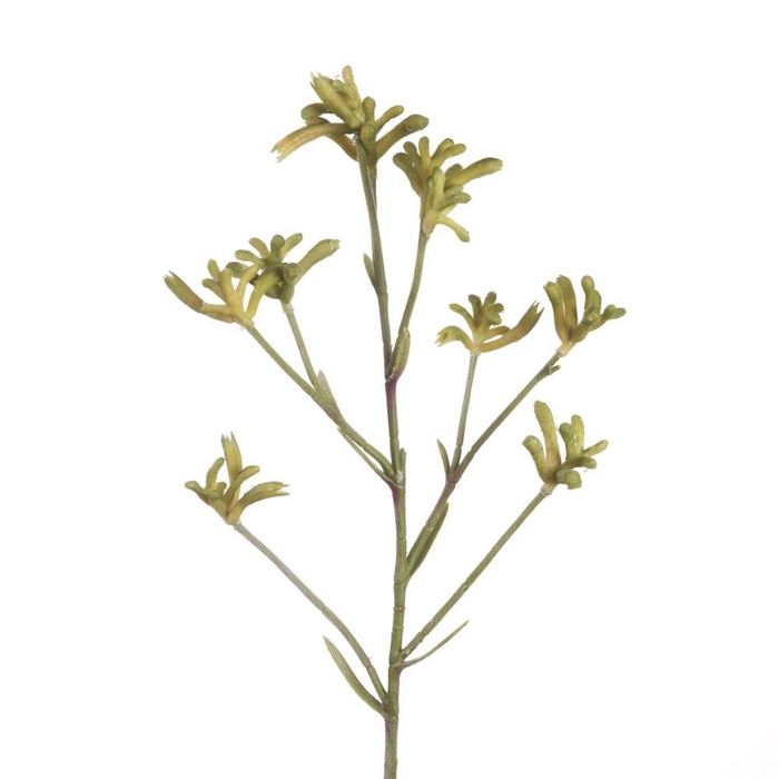 <h4>AF Anigozanthos L71cm Green</h4>