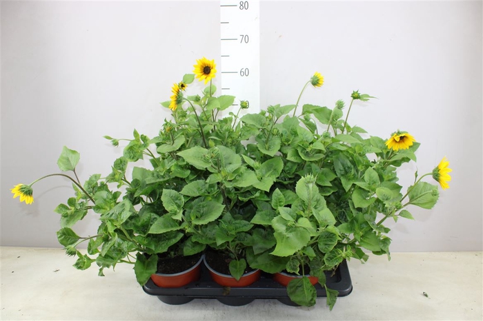 <h4>Helianthus Sunsation Flame Multiflower</h4>