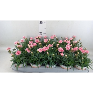 Dianthus  'Raspberry Eyes'