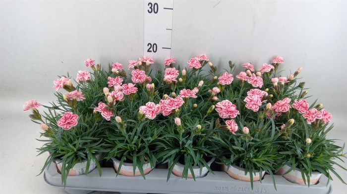 <h4>Dianthus  'Raspberry Eyes'</h4>