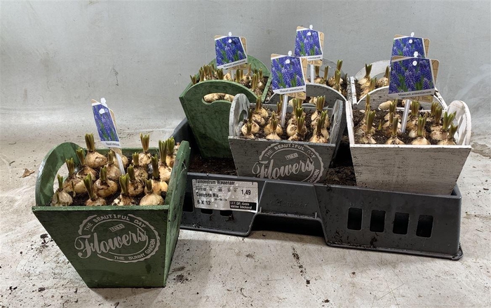 arr8 Arr Muscari In Houten Hengsel Bakje
