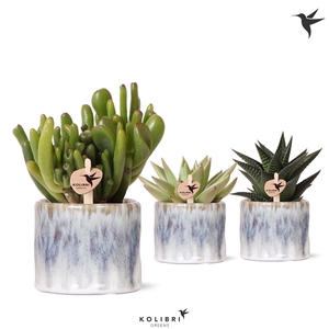 Kolibri Greens Succulenten mix in Sky pot