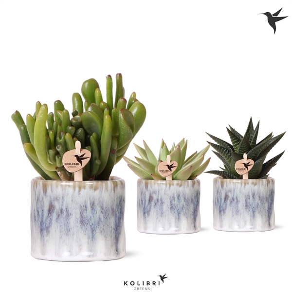 <h4>Kolibri Greens Succulenten mix in Sky pot</h4>