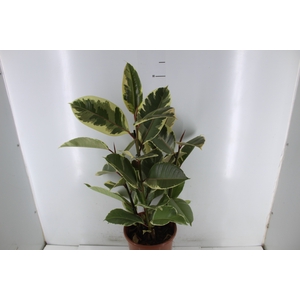 FICUS ELASTICA TINEKE P24