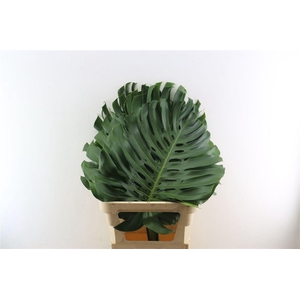 Monstera Deliciosa Xl