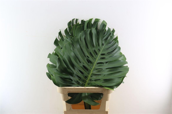 <h4>Monstera Deliciosa Xl</h4>