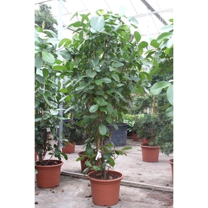 Clusia rosea
