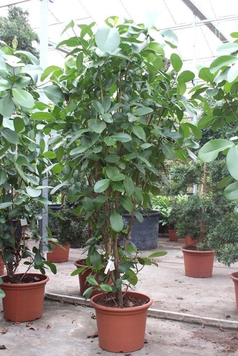 <h4>Clusia rosea</h4>