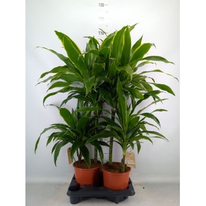 Dracaena fr de 'Art'