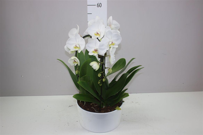 <h4>Phal Crown Wit 3 Tak</h4>