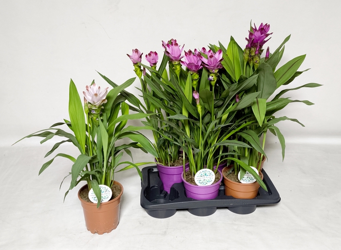 <h4>CURCU SIAM GEM 3 KL</h4>